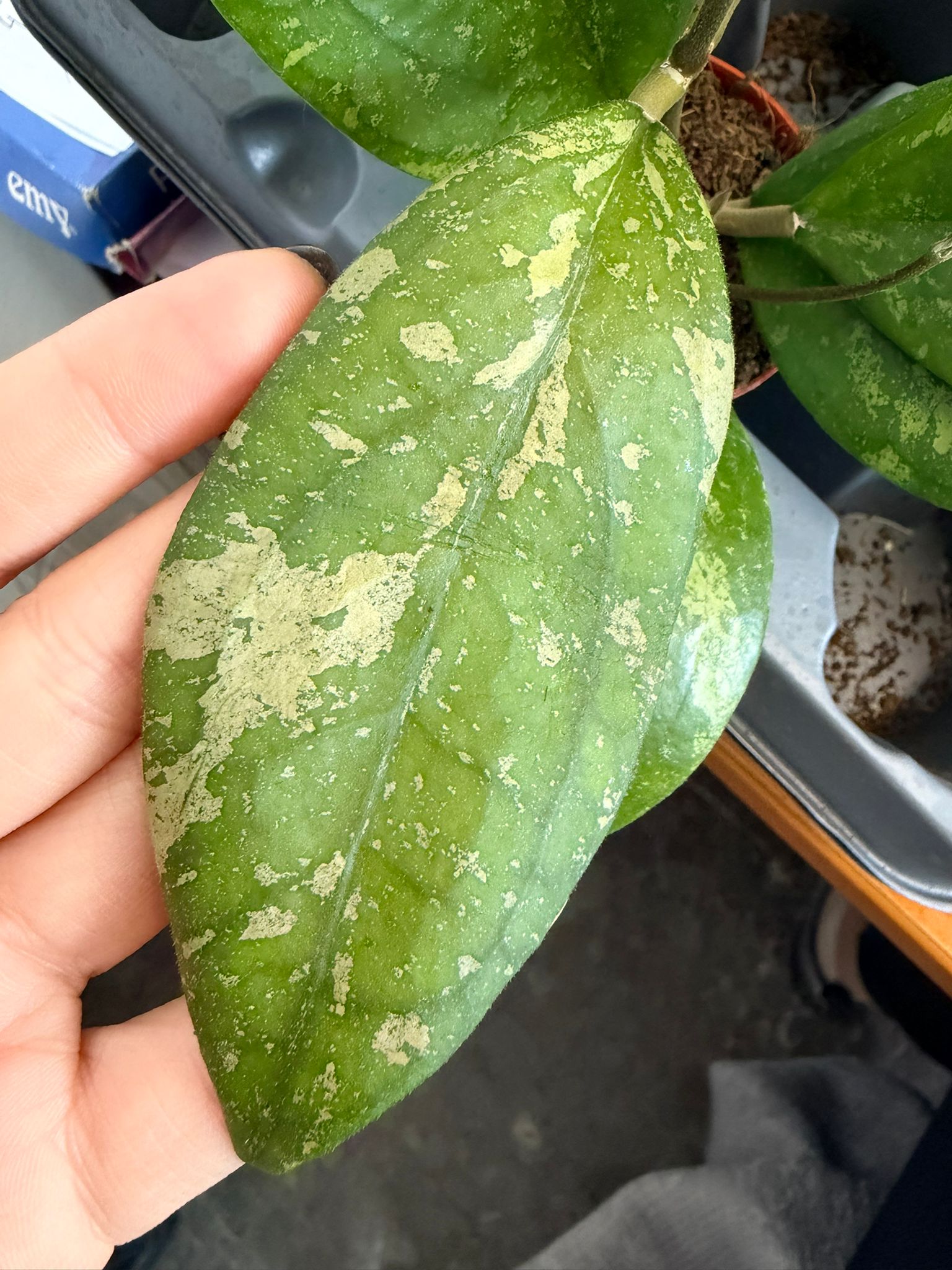 Baby Hoya Freckles (Carnosa Splash)
