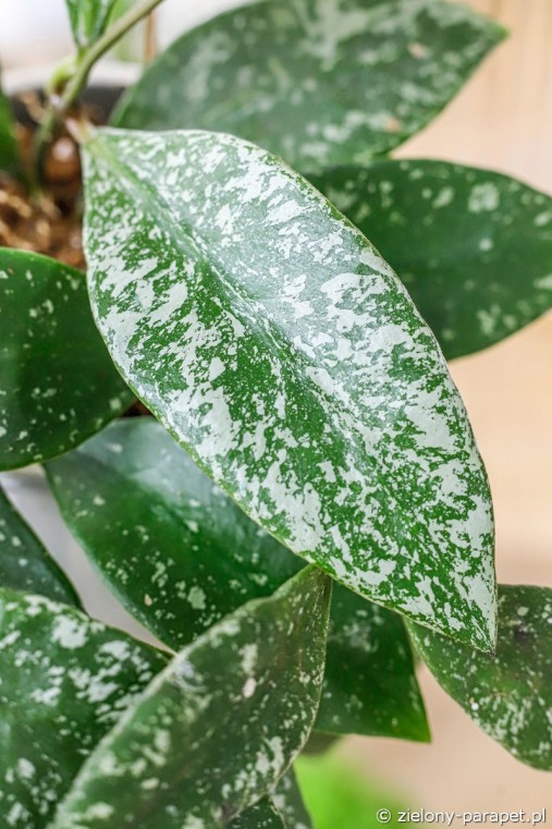 Baby Hoya Rundumensis Splash