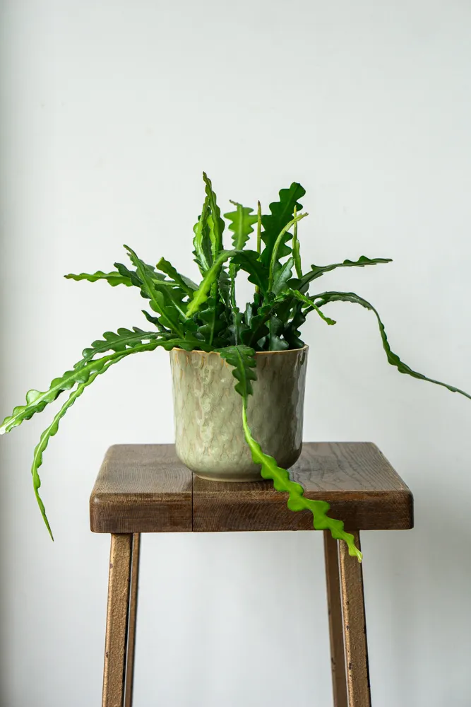 Epiphyllum anguligerum