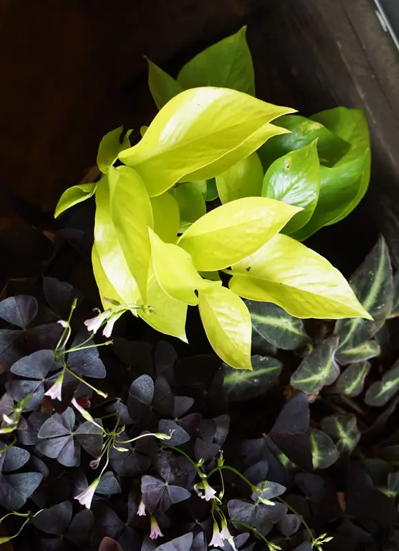 Epipremnum Aureum "Neon" (Golden Pothos)