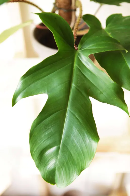 Philodendron Squamiferum