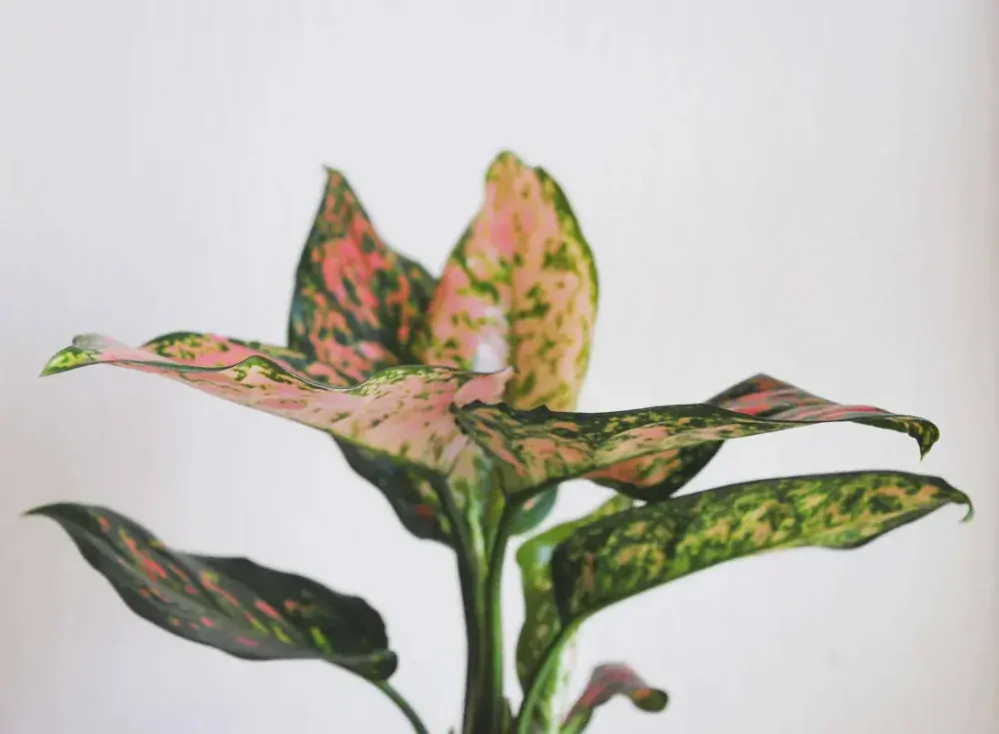Aglaonema Anyamanee 