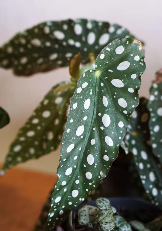 Set Baby Begonia Maculata