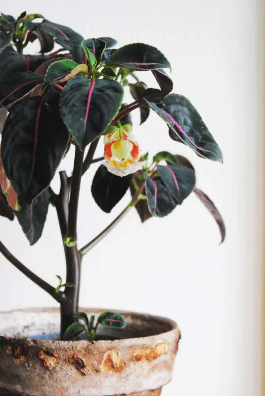 Impatiens Morsei Velvetea