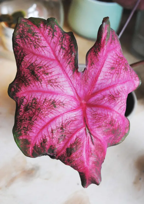 Caladium Fannie Munson