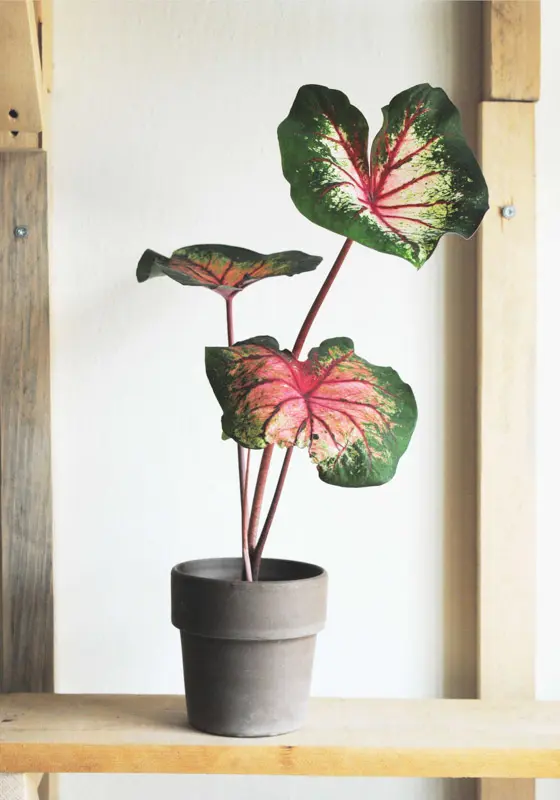Caladium Apple Blossom