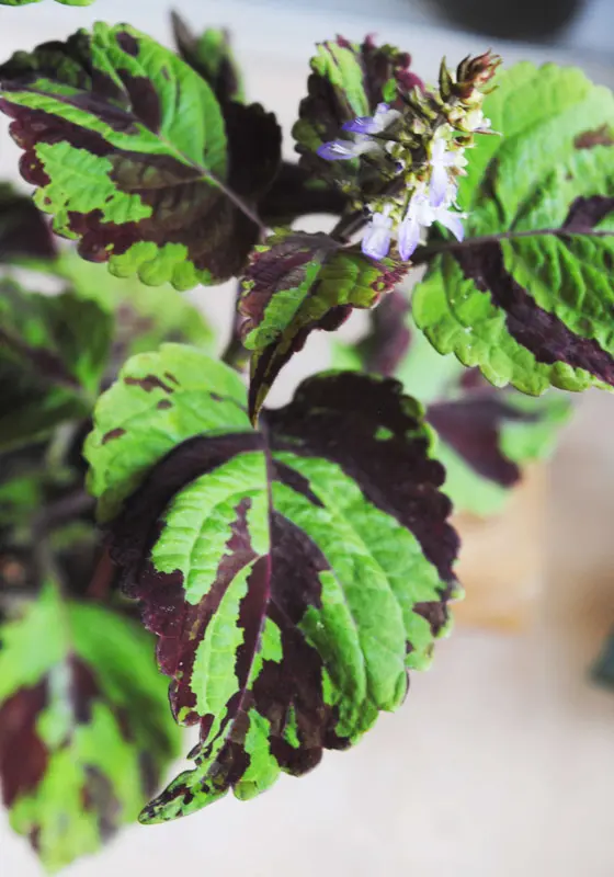 Coleus Wizard Mosaic Hybrid (Tiger) - krásne hustejšie ako na foto
