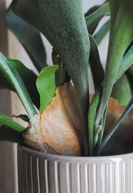 Platycerium bifurcatum / Staghorn Fern