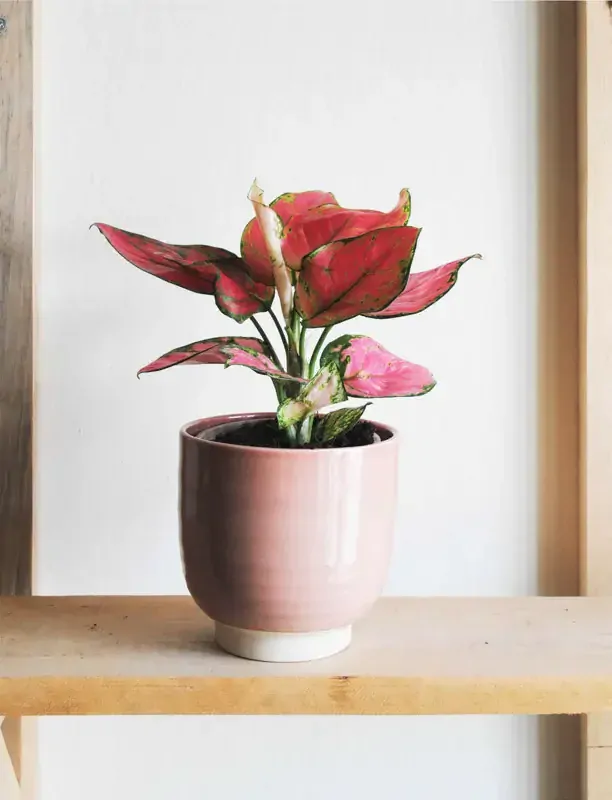 Aglaonema Commutatum "Pink Star" 