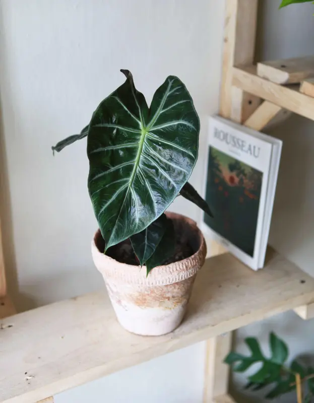 Alocasia Pink Dragon (zachráň ma)