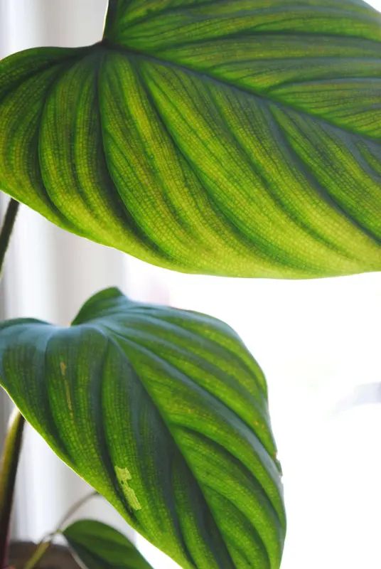 Philodendron Nangaritense "Fuzzy petiole"