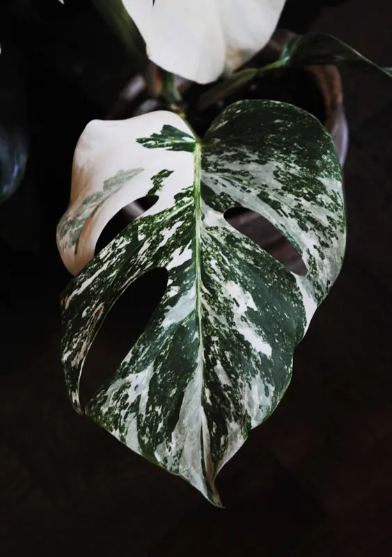Monstera Deliciosa Albo Variegata - Panašovaná Monstera (náhodný kus)