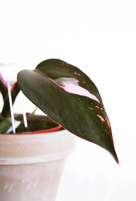Philodendron Pink Princess