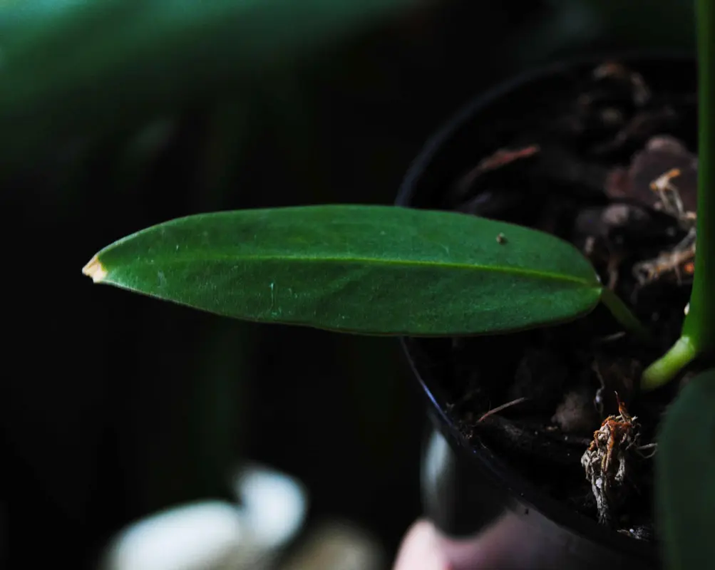 Baby QUEEN Anthurium Warocqueanum (seedling) (Zachráň ma)