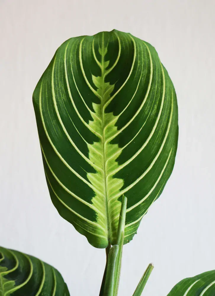 Maranta Lemon Lime