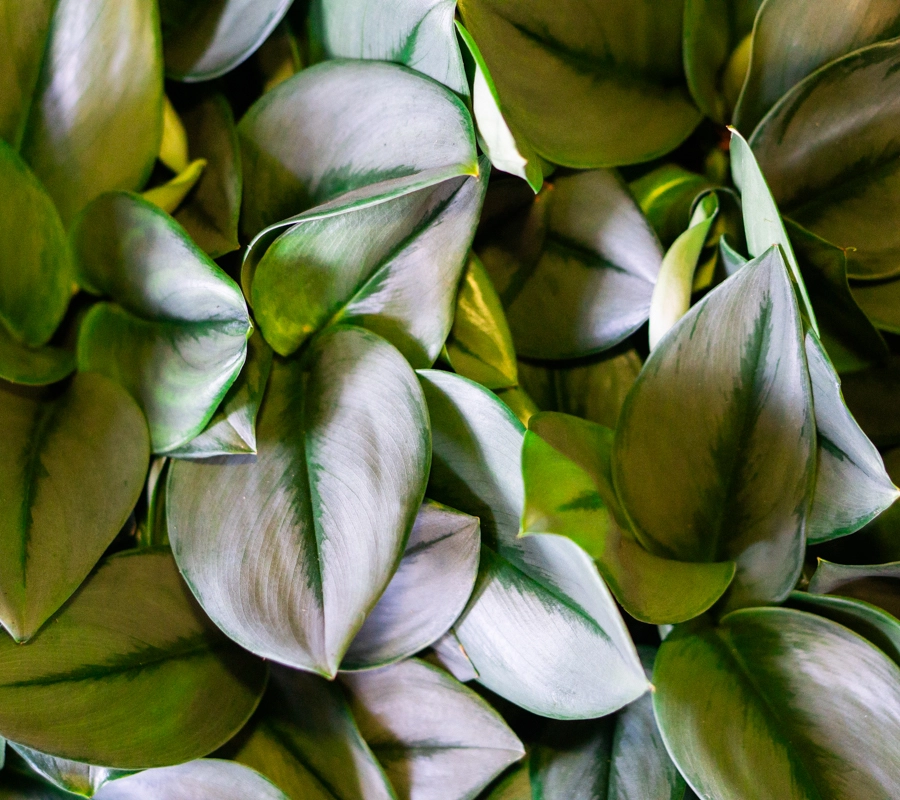 Scindapsus treubii "Moonlight" 