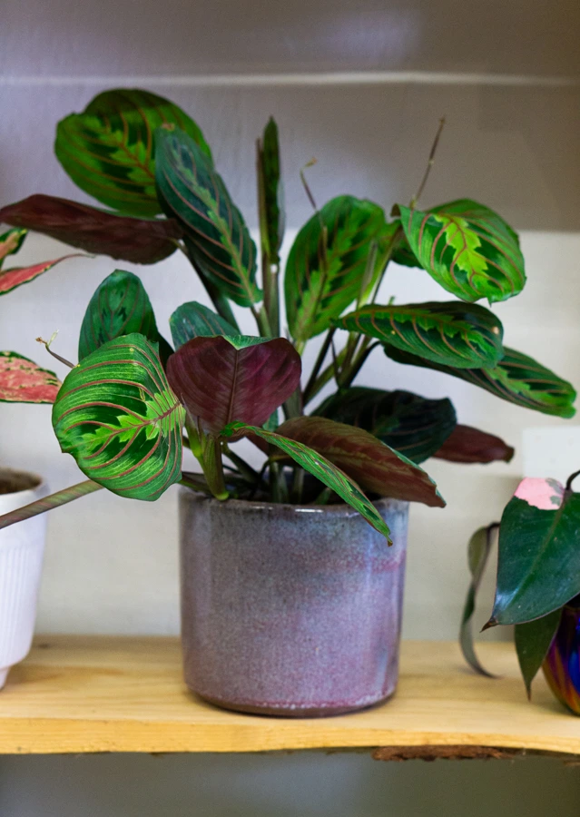Maranta Leuconeura "Fascinator" - erythroneura (Zachráň ma)