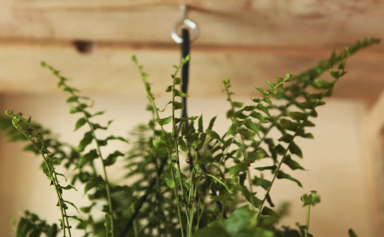 Nephrolepis Green Lady