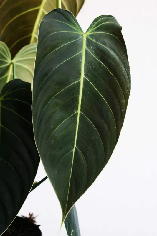 Philodendron Melanochrysum (Zachráň ma)