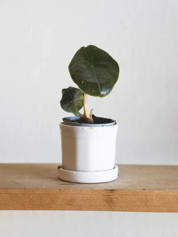 Alocasia Azlanii