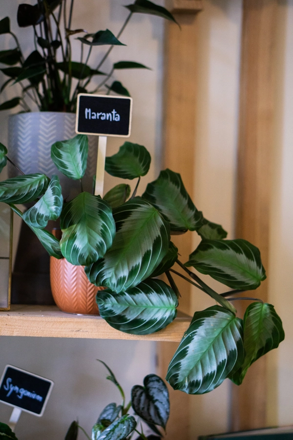 Maranta Silver Band