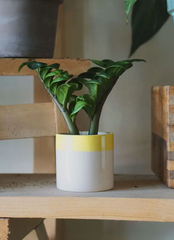 Zamioculcas Zenzi nad 90€