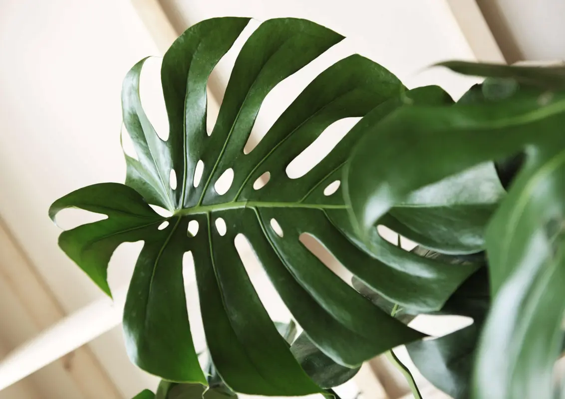 Monstera Deliciosa pravá (Len osobne)