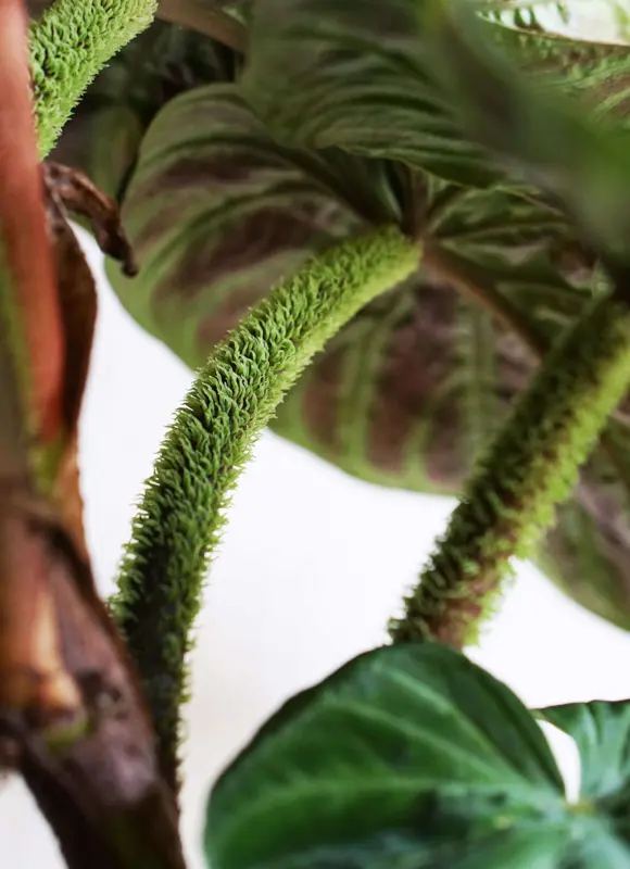 Philodendron Verrucosum incensi