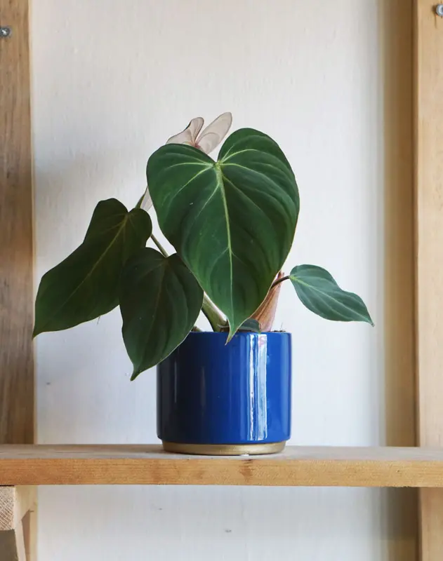 Philodendron Gloriosum
