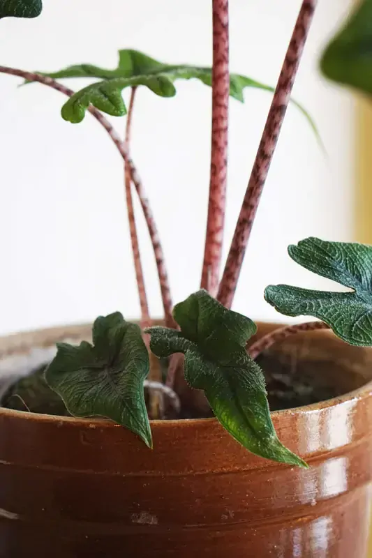 Alocasia Jacklyn