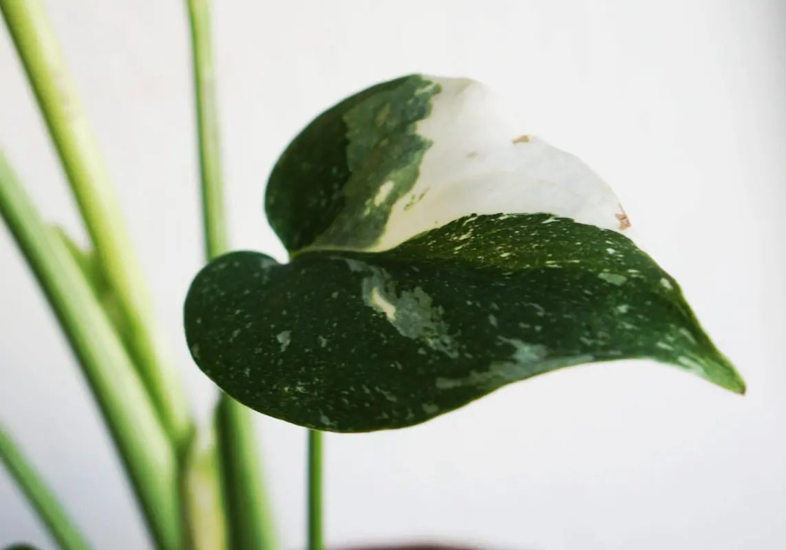 Monstera Thai Constellation (náhodné viac variegované kúsky)