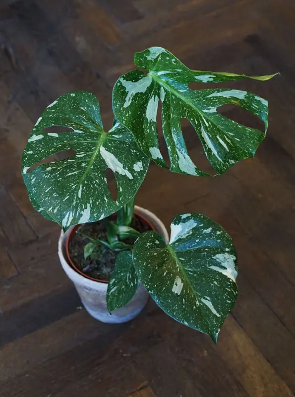 Monstera Thai Constellation (náhodný kus)