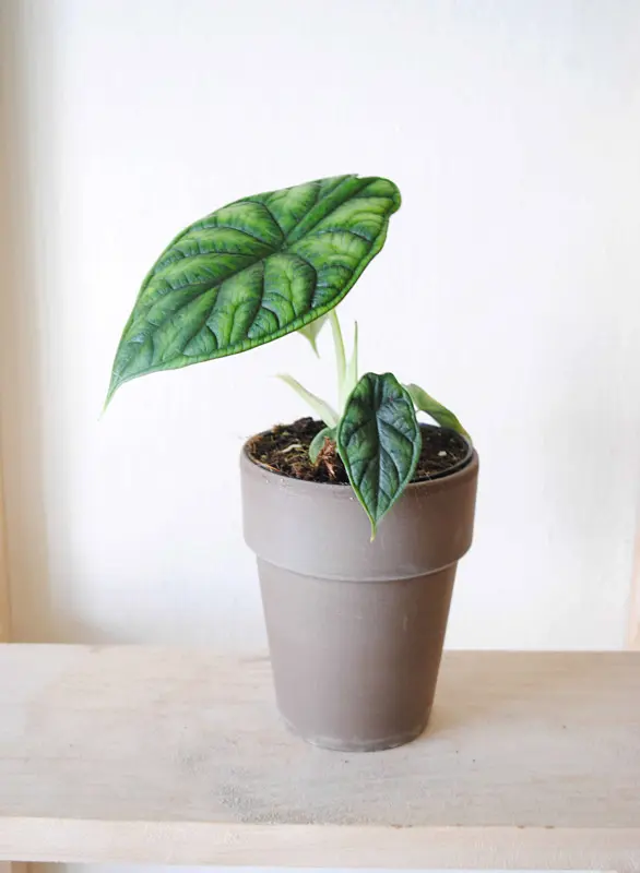 Alocasia Dragon Scale "sport variegata"