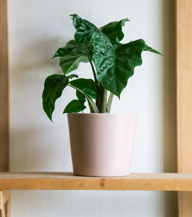 Alocasia Portora Low Rider