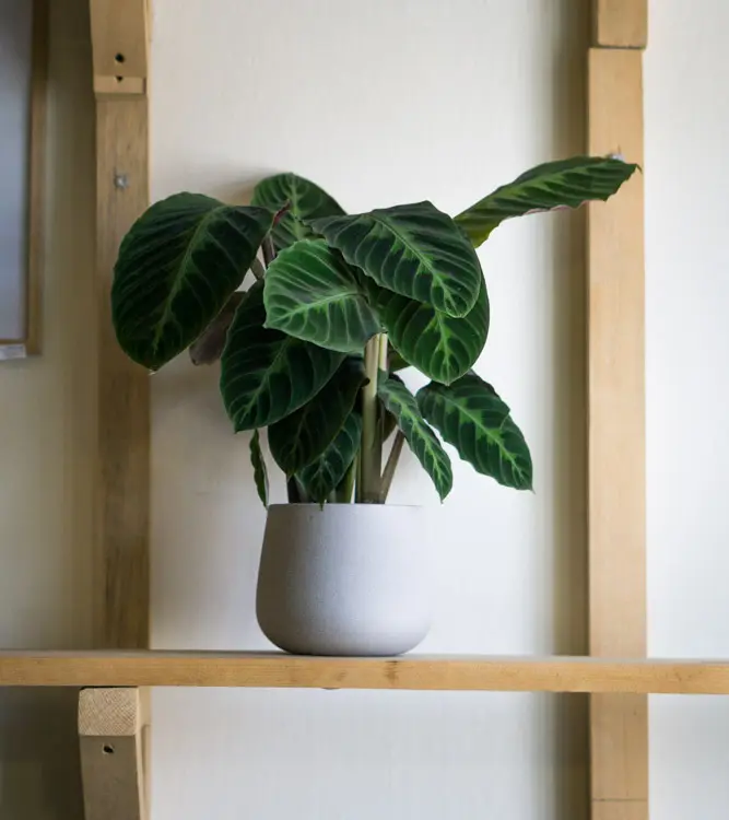 Calathea Warscewiczii XL