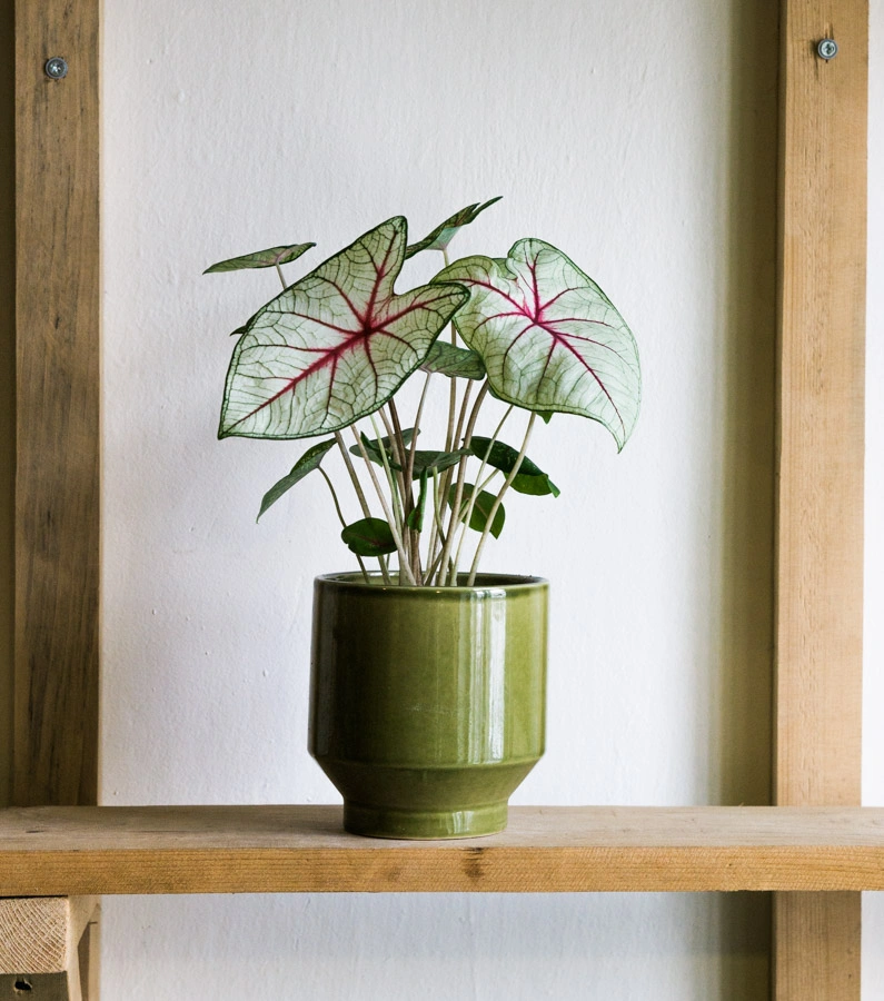 Caladium White Queen