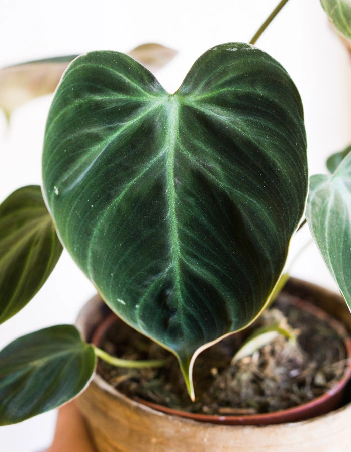 Philodendron El Choco red /rubrijuvenile 