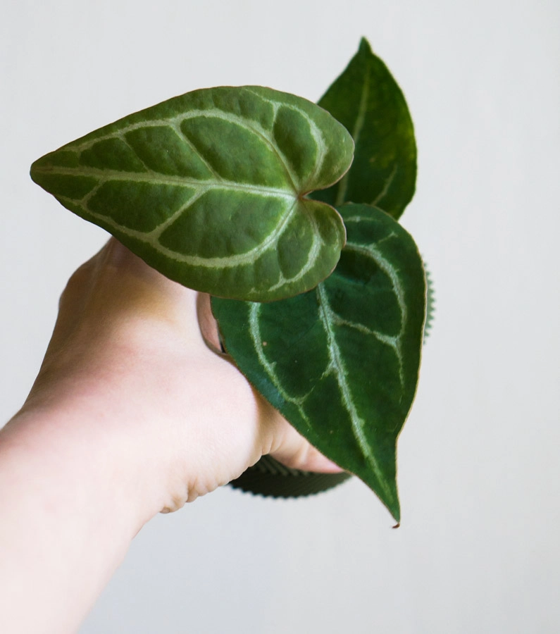 Baby Anthurium Crystallinum 