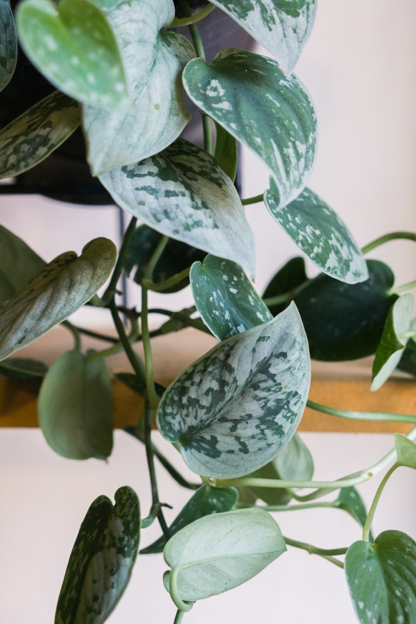 Scindapsus Pictus Silvery Ann