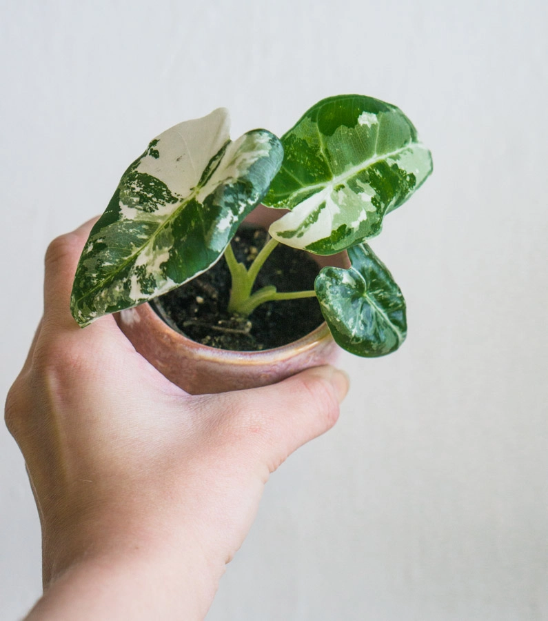 Baby Alocasia Micholitziana Frydek variegata (náhodný kus)