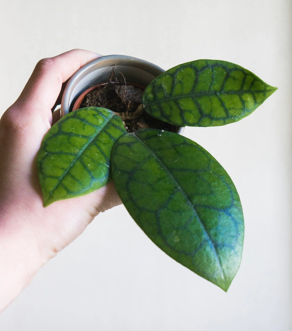 Baby Hoya Callistophylla "Black Cat"