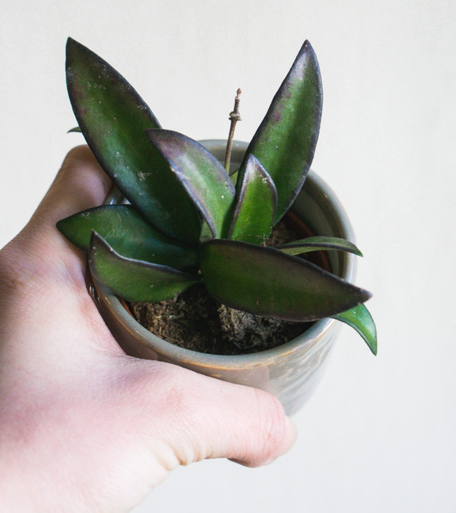 Hoya tricolor Rosita