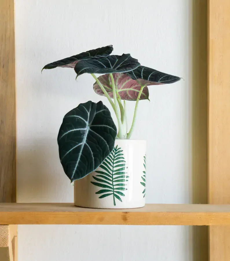 Alocasia Black Velvet
