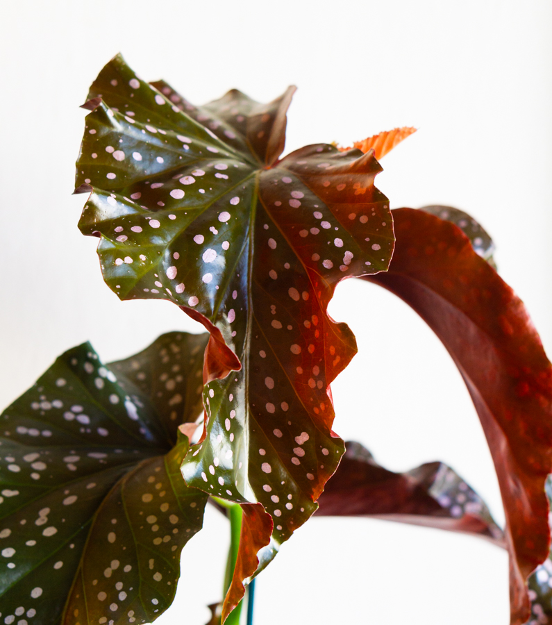 Begonia "Cracklin Rosie" 