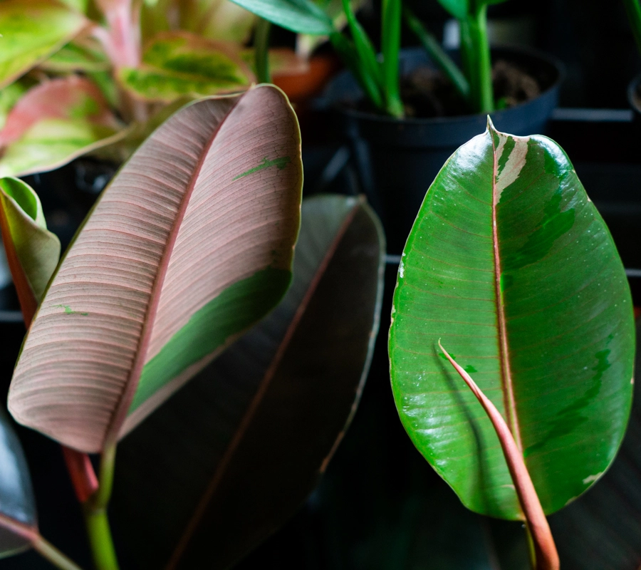 Ficus "Pink Camouflage" XL (Zachráň ma)