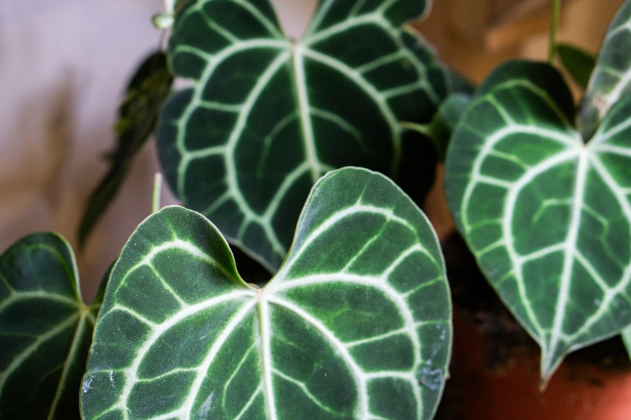 Anthurium Clarinervium (Zachráň ma)
