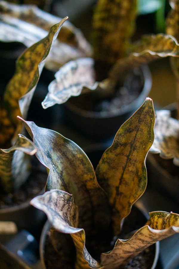 Sansevieria Kirkii var. Pulchra "Coppertone"