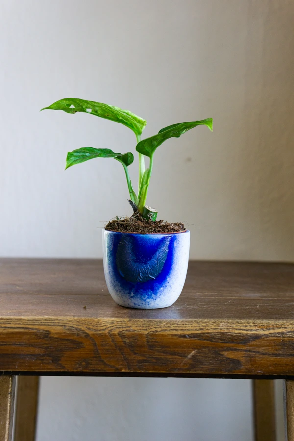 Baby Monstera adansonii Mint (Mega cena!)