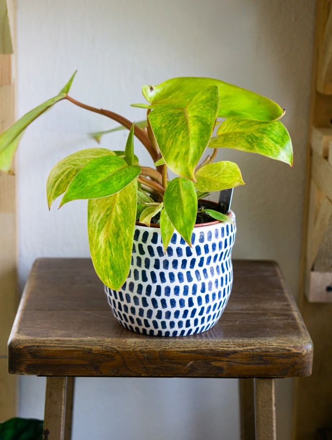 Philodendron Painted Lady (Zachráň ma)