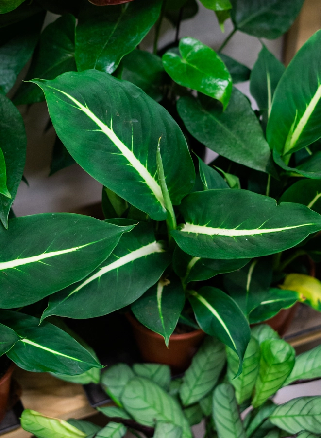 Dieffenbachia Green magic